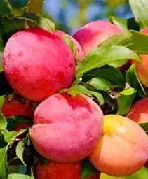 Саджанець Agro-Market Слива Роял Руж (Royal Rouge) (літній сорт, середній термін дозрівання) 1 шт. в упаковці (101953)