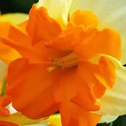 Нарцисс "Congress" (186347) 2 шт