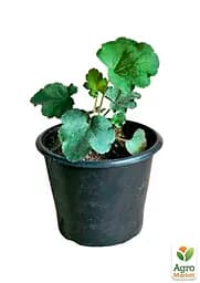 Саджанець Agro-Market Гейхера (Heuchera) Venus (49878) - мініатюра 2
