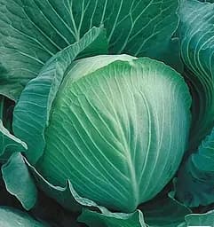 Насіння Весна Капуста Ярославна Органік у банці 15 г (46911)