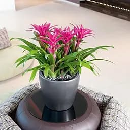 Вазон Lechuza Classico Premium LS 35 сріблястий (16068) - мініатюра 6