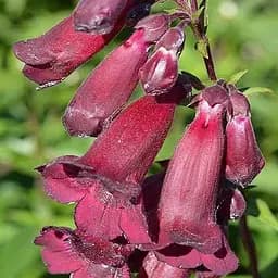 Пенстемон "Harlequin Red" (186457) 1 саженец