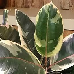 Саджанець Agro-Market Фікус кімнатний варієгатний, вазон Р9 (182277)