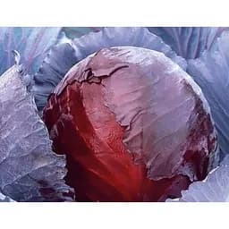 Капуста червоноголова Satimex Лангедейкер Дауер 0.5 г 