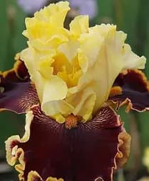 Саджанець Agro-Market Ірис бородатий великоквіткова Hear Me Roar 1 шт. в упаковці (181079)