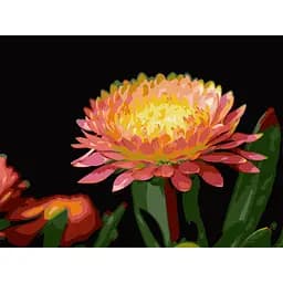 Картина по номерам Strateg Цветок герберы на черном фоне 30х40 см (FH-28)