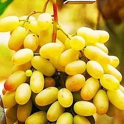 Саженец Agro-Market Виноград Хусайне (кишмиш, средний срок созревания, имеет длительный срок хранения ягод) 1 шт. в упаковке (20044)