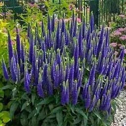 Вероника Колосиста "Blue Indigo" (99167) 1 саженец