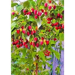 Саджанець Agro-Market Малинове дерево Королівська влада (преміальний сорт) 1 шт. в упаковці (44444)