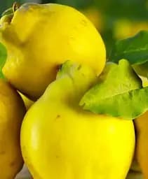 Саджанець Agro-Market Айва довгаста Марія (Maria) (преміальний морозостійкий сорт, середнього терміну дозрівання) 1 шт. в упаковці (51139)