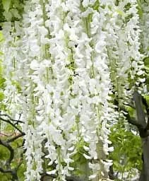 Гліцинія Agro-Market White Nights біла 1 саджанець в упаковці (38035)