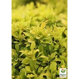 Саджанець Agro-Market Барбарис Тунберга 3-х річний Tiny Gold С3 висота саджанця від 20 см (182619) 1 шт. в упаковці - мініатюра 4