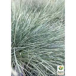 Саджанець Agro-Market Вівсяниця сиза Eisvogel вазон С2, висота 15-30 см (184220) 1 шт. - мініатюра 2