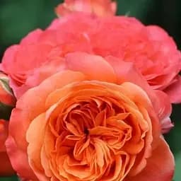 Троянда напівплетиста Agro-Market Emilien Guillot саджанець класу АА+ вищий сорт 1 шт. в упаковці (181455)