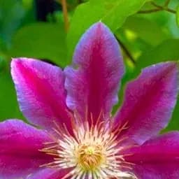 Саджанець Agro-Market Клематис Dr Ruppel (повторноквітучий сорт) (15856)