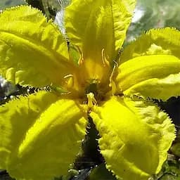  Нимфея водяная лилия Peltata LMTD корневище (185880)