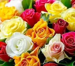 Agrobox з саджанцем чайно-гібридної троянди вищого сорту Agro-Market 1 шт. в упаковці (48054)