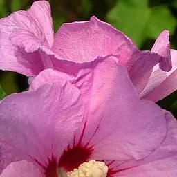 Саджанець Agro-Market Гібіскус сирійський рожевий Майка (Maike) (49818)