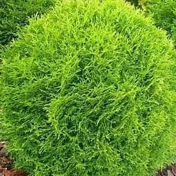 Саженец Agro-Market Туя западная Tiny Tim (контейнер Р9, высота 8-10 см) (39014) 1 шт. в упаковке