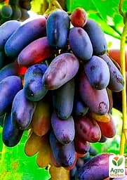 Саджанець Agro-Market Виноград Блек Фінгер (кишмиш) 1 шт. в пакуванні (44451) - мініатюра 2
