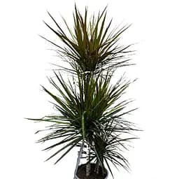 Саджанець Agro-Market Драцена Magenta (триярусна, висота 130-150 см) вазон С5 (175108) 1 шт. в упаковці (кімнатний)