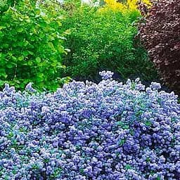 Саджанець Agro-Market Цеанотус Репенс (Ceanothus thyrsiflorus Repens) контейнер Р9 (61571)