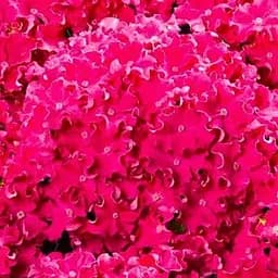 Саджанець Agro-Market Гортензія крупнолиста кучерява Curly Sparkle Hot Pink (64431)