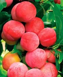 Саджанець Agro-Market Слива диплоїдна Октобер Сан (великоплідний сорт, середній термін дозрівання) 1 шт. в упаковці (177321)