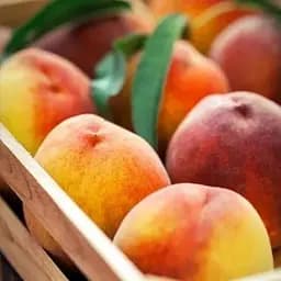 Саджанець Agro-Market Персик Інка (літній сорт, пізній термін дозрівання) (39916) 1 шт. в упаковці