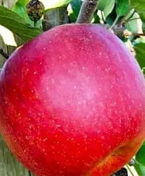 Саджанець Agro-Market Яблуня Чемпіон Арно (зимовий сорт, пізній термін дозрівання) 1 шт. в упаковці (23460)