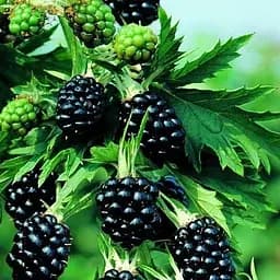 Саджанець Agro-Market Ожина ремонтантна Прайм Ян (Prime Jan) 1 шт. в пакуванні (46038)