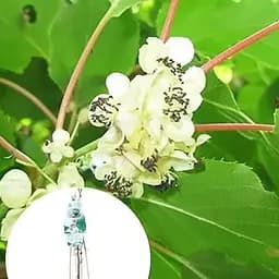 Саджанець Agro-Market Актинідія Daddy Weiki LMTD (чоловічий запилювач сортовий, укорінений) (138529) из Нидерландов 1 шт. в упаковці - мініатюра 3