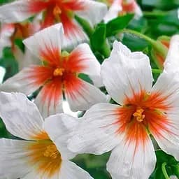 Саджанець Agro-Market Чекалкін горіх (Ксантоцерас) блискучий темно-вишневий Бурлеск (Burlesque) (преміальний сорт, середній термін дозрівання) (48918)