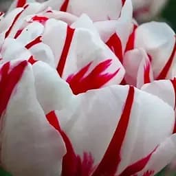 Тюльпан "Carnaval de Nice" (186231) 2 шт