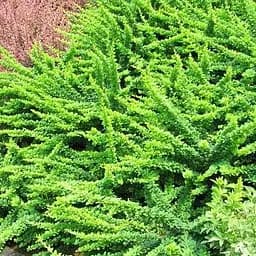 Саджанець Agro-Market Барбарис Тунберга 2-х річний Грін Карпет С2, висота саджанця 30-60см (101791)