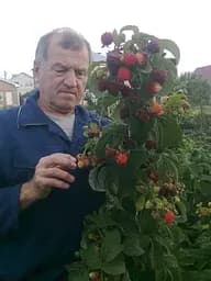 Саджанець Agro-Market Малина Вілламетте (Willamette) ранній термін дозрівання, сорт добре стійкий до хвороб) 2 шт. в пакуванні (25494) - мініатюра 3