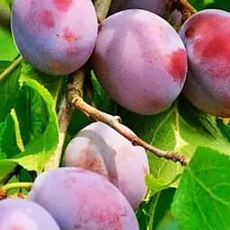 Саджанець Agro-Market Слива Ненька (літній сорт, ранній термін дозрівання) (39963) 1 шт. в упаковці