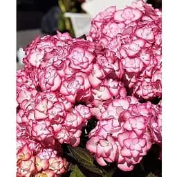 Гортензія крупнолиста 2-річна "You & Me- Miss Saori" висота саджанця 25-45см (186191) 1 саженец