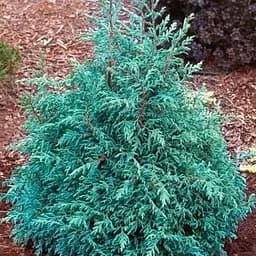 Кипарисовик горохоплодний "Baby Blue" С2 висота 15-20см (188036) 1 саджанець