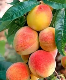 Саджанець Agro-Market Персик Пам'ять Шевченка (великоплідний сорт, середньоранній термін дозрівання) 1 шт. в упаковці (178436)