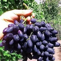 Саженец Agro-Market Виноград Памяти Негруля (средне-поздний срок созревания, морозостойкость до -25⁰С) 1 шт. в упаковке (20049)