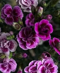 Саджанець Agro-Market Гвоздика Китайська карликова Pink Kisses (контейнер № 10 висота 10 см) (112677) 1 шт. в упаковці