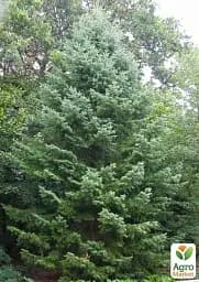 Саджанець Agro-Market Ялиця Маньчжурська (Abies holophylla) горщик P9, 1 шт. в упаковці (51738) - мініатюра 2
