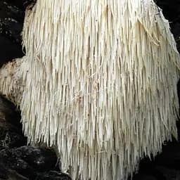 Сухий зерновий міцелій "Геріцій шипуватий" 100г (45562)