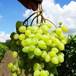 Саджанець Agro-Market Виноград Незрівнянний (кишмиш, середній термін дозрівання, маса грона до 2000 гр) 1 шт. в пакуванні (101863)