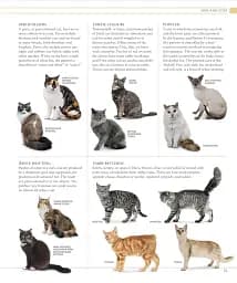 The Cat Encyclopedia - мініатюра 5