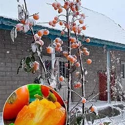 Саджанець Agro-Market Хурма морозостійка Традиційна найвищий сорт! (35910) 1 шт. в упаковці - мініатюра 5