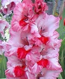 Луковица Agro-Market Гладиолус Arcas 3 шт. (49548)