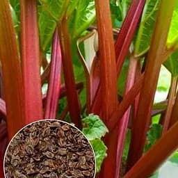 Ревінь ТМ "Весна"  2г (49425)