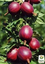 Агрус на штамбі Agro-Market "Хінномакі Рот" (Hinnonmaki Rot) (середній термін дозрівання) (43073) 1 саджанець в упаковці - мініатюра 3
